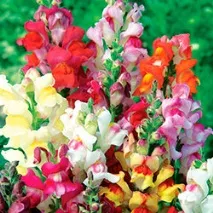 snapdragon