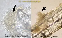 Автор: hax >3711 може