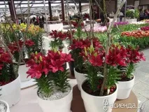 Кекенхоф. Лілії, гіпоаструми та амариліс. Частина 5 кекенхоф