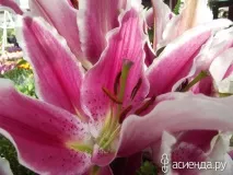 Кекенхоф. Лілії, гіпоаструми та амариліс. Частина 5 лілії