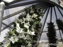 Кекенхоф. Лілії, гіпоаструми та амариліс. Частина 5 лілії