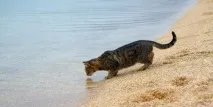 Чи можуть кішки пити морську воду, Навколо кота можуть