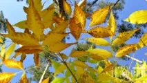 Молитви Пресвятої Богородиці, Діловий Слов’янськ пресвятої