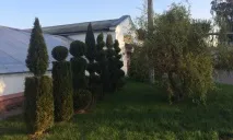 Світ квітів та декоративних рослин №2» - КПУП «Могилівзеленбуд» квітів