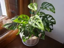 monstera