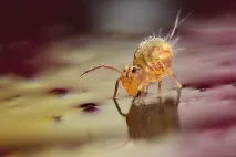 springtails