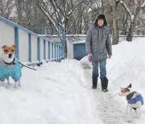 собак