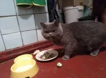 Поясніть коту) коту