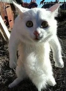 Поясніть коту) коту