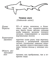 Небезпечні акули (справжня ненажера) акули