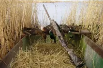 Осіння полювання на качку Як цілитися в качку і як стріляти по качку полювання