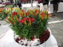 Кекенхоф. Лілії, гіпоаструми та амариліс. Частина 5 гіпоаструми