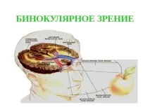 Бінокулярний зір, особливості сприйняття світу, діагностика бінокулярний