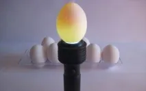 Овоскопування яєць яєць