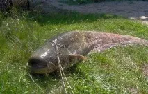 Полювання на сома! полювання
