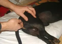 Пам’ятка як зробити укол собаці внутрішньом’язово ятка