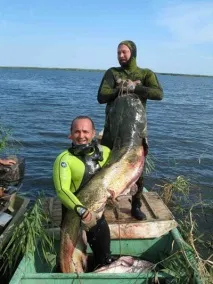 Полювання на сома! сомів
