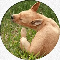 корм