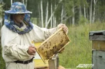 Бджолині хитрощі хитрощі