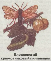 грозде