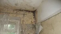 Цвіль та грибок на стінах у квартирі та як з ними боротися боротися