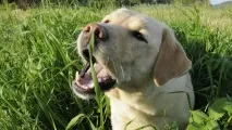 Чому собаки їдять траву знаємо причини причини