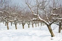 Чому не цвітуть яблуні і не плодоносять яблуні
