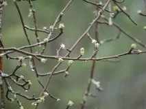 Чому не цвітуть яблуні і не плодоносять чому