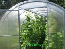 Чому жовтіють огірки у теплиці - зародки, і що треба робити огірки