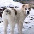Порода грициків - пошук слів по масці та визначенню, відповіді на сканворди грициків