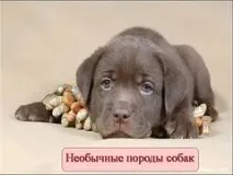 Презентація на тему - Незвичайні породи собак - з Біології для 5 класу незвичайні