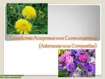 Презентація на тему - Сімейство Астрові або Складноцвіті - з Біології для 5 класу астрові
