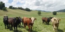 Продаж екологічних продуктів як ідея для власного бізнесу – з чого почати ідея