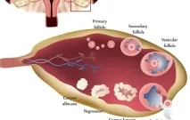 Prolactina și sarcina care amenință fătul și mama