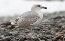 Птахи Соляного озера озера