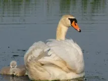 Птахи Соляного озера птахи