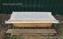 Розмноження туї живцями навесні навесні