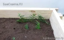 Розмноження туї живцями навесні живцями