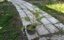 Розмноження туї живцями навесні навесні