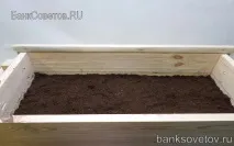 Розмноження туї живцями навесні навесні