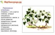 Розмноження винограду (черешками, відведеннями, насінням) черешками