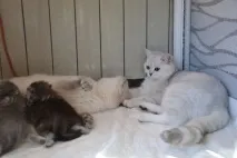 Раціон кішки, що годує - Розплідник шотландських кішок Снігова сова кішки