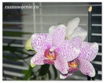 Розповідь Лілії про Орхідею коріння