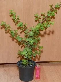 Рослини – представники сімейства Кутрові, Дім Садівника. рослини