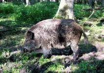 Хвороби кабанів якими вони бувають і що робити для протидії. кабанів