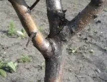 Хвороби груші з фото та їх лікування води