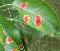 Хвороби груші з фото та їх лікування лікування