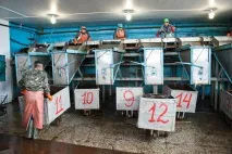 Репортаж із підприємства риби