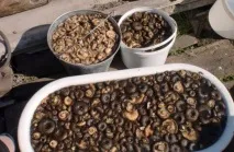 Рецепт маринованих грибів на зиму, простий рецепт, консервація у банках зиму