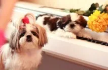 Ши тцу фото, собаки та цуценята з оголошень цуценята